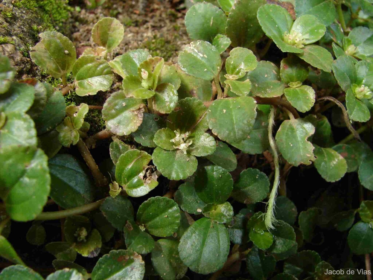 Pilea depressa (Sw.) Blume